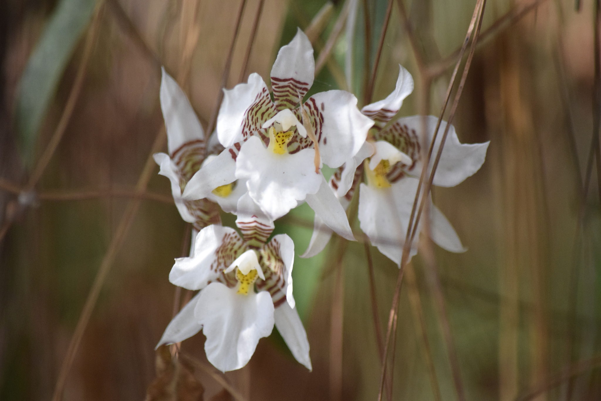 Rhynchostele cervantesii